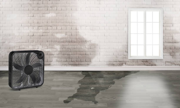 Best Mold removal after water damage  in Broussard, LA